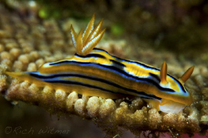 Nudibranch.  D300/105mm. by Richard Witmer 